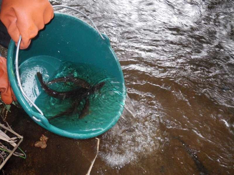 une bassine de truites remises dans la rivi�re .