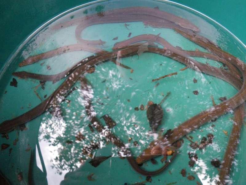 quelques une des nombreuses anguilles