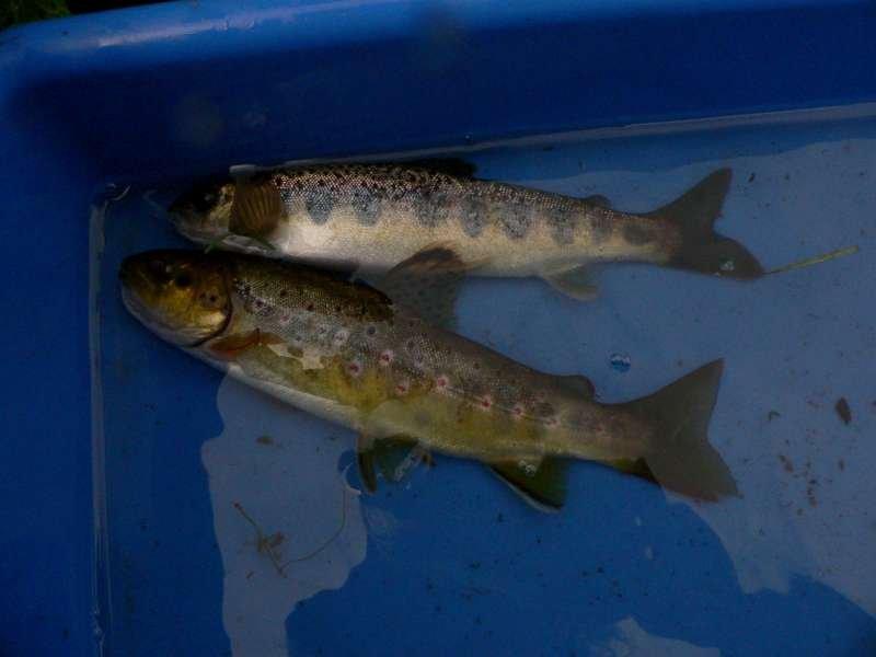 un TACON de 2 ans et une Fario de 3 ans..