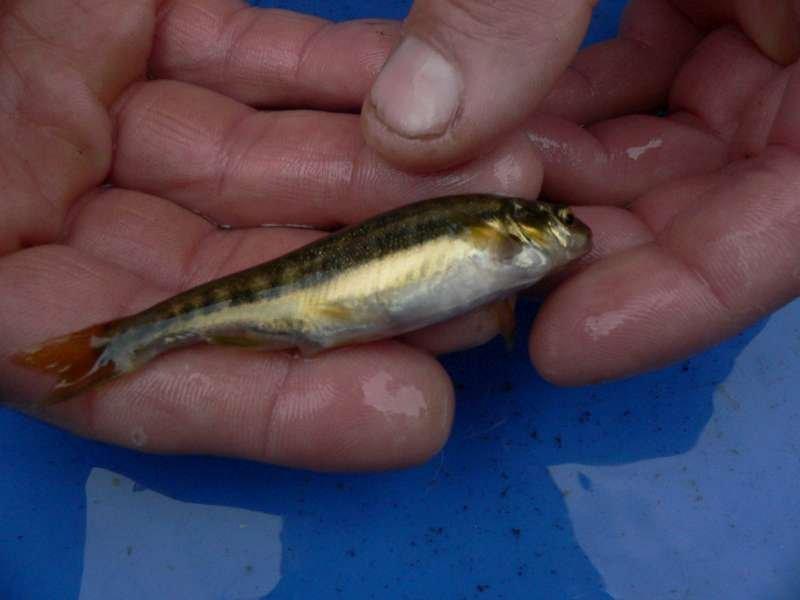 un vairon de retour sur nos rivi�res.