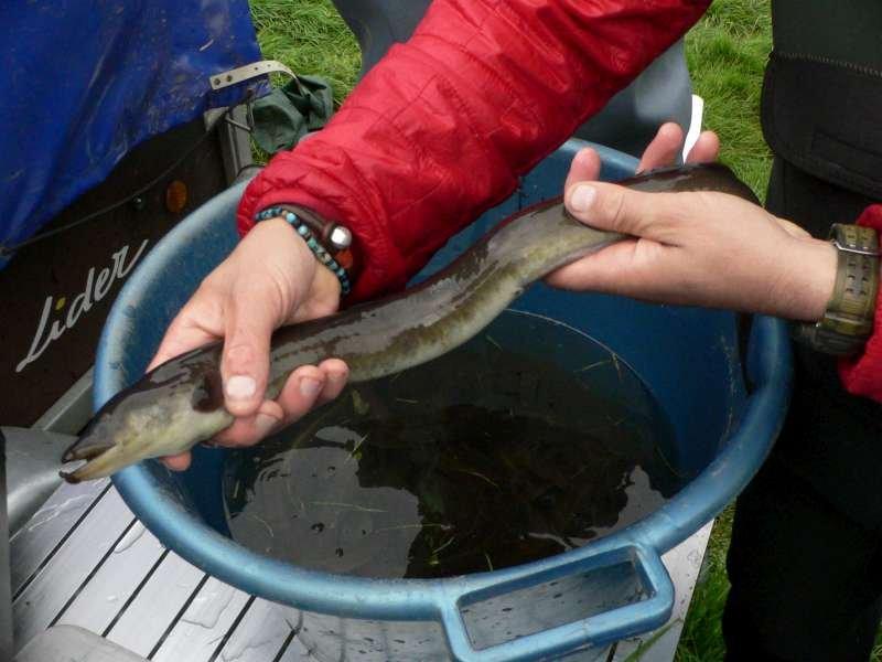 une des nombreuses anguilles pr�sentes sur le ruisseau..