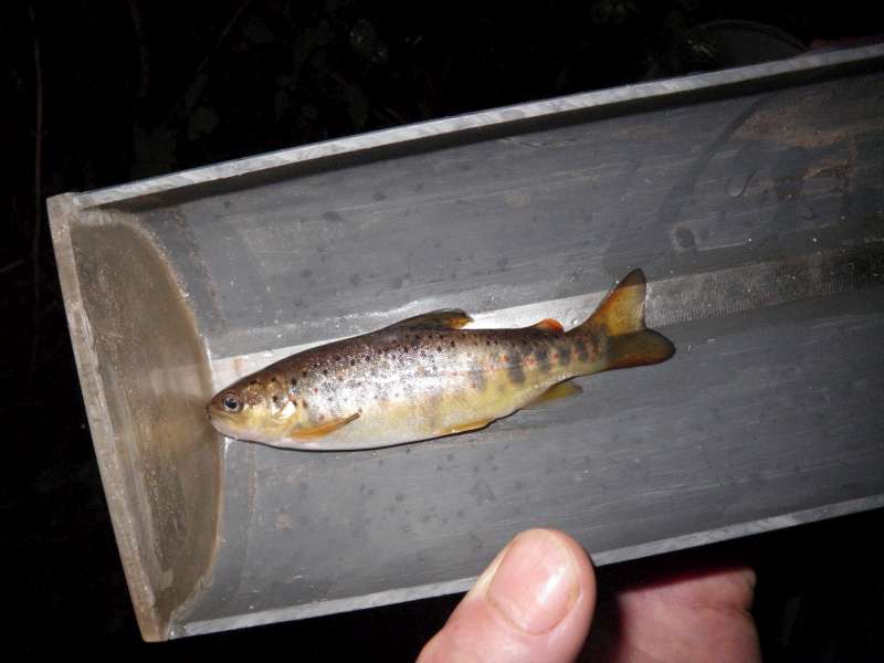 Une truitelle bien grasse.