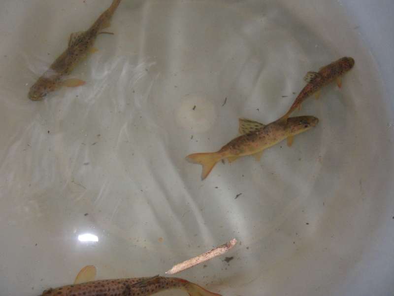 Quelques truitelles de l'ann�e.