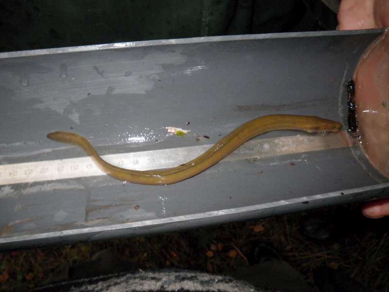 Une anguille parmi d'autres.