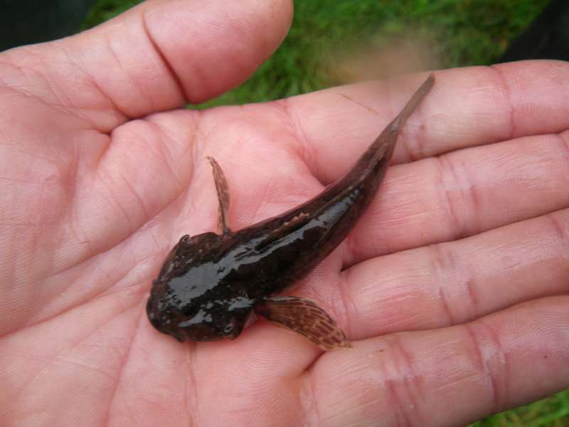 Un des nombreux Chabot de nos ruisseaux.