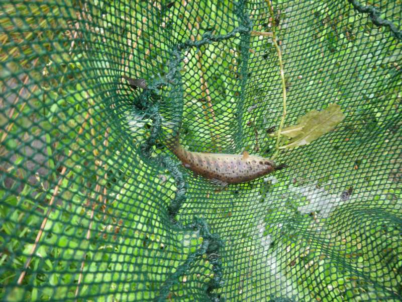 Une truitelle au filet.