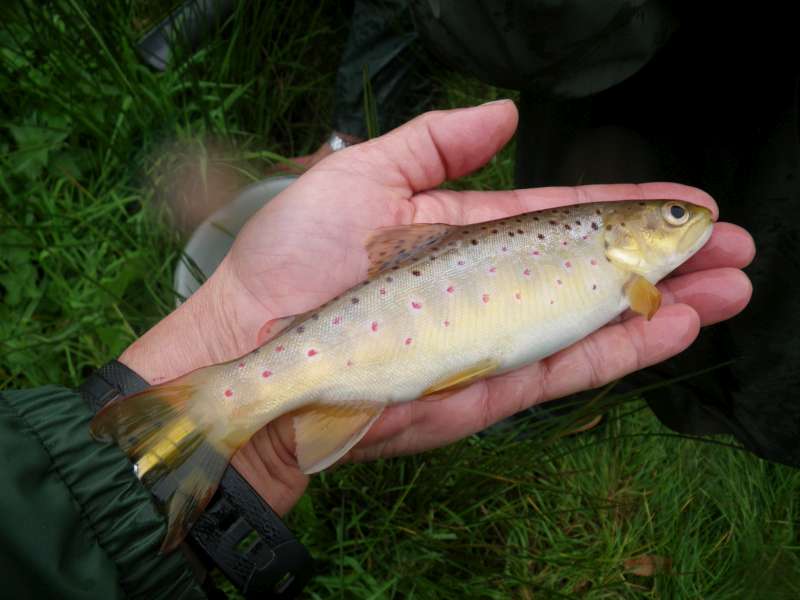 Une tr�s belle adulte sur un petit ruisseau.