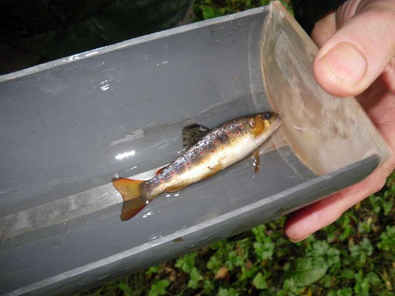 Une truitelle de l'ann�e.