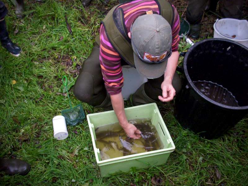 les poissons p�ch�s sont pr�sent�s