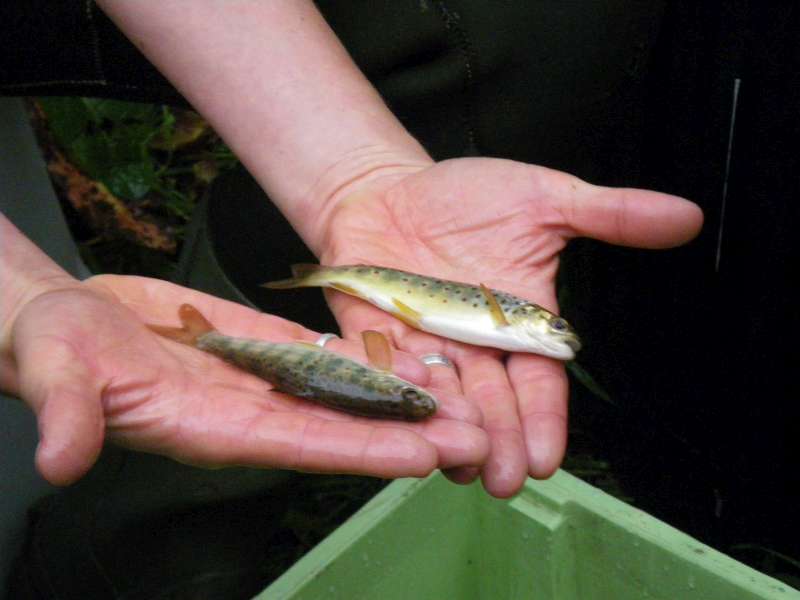 Jeune truite Fario et jeune saumon