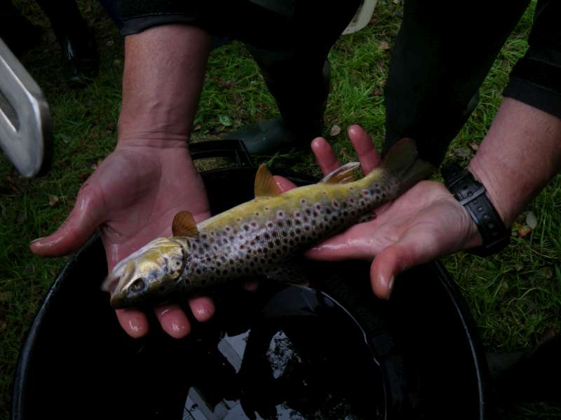 Une belle fario parmi d'autres.