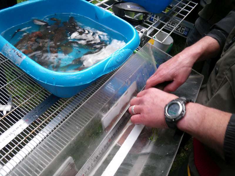 Tous les poissons sont comptabilis�s et mesur�s