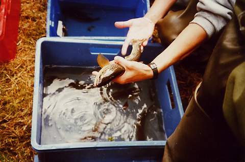 Les poissons p�ch�s pr�sent� au public.