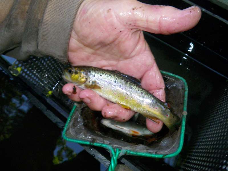 La premi�re Truite Fario de la matin�e.