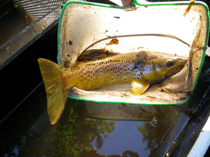 Une belle Fario de 38 cm.