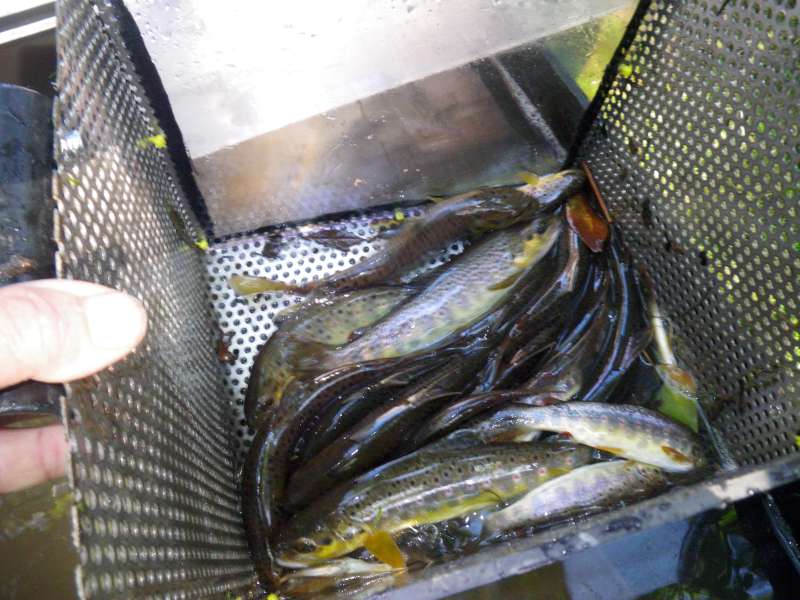 Quelques Fario au comptage.