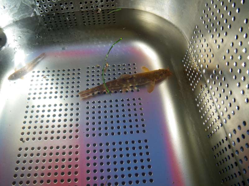 Une Loche de rivi�re.