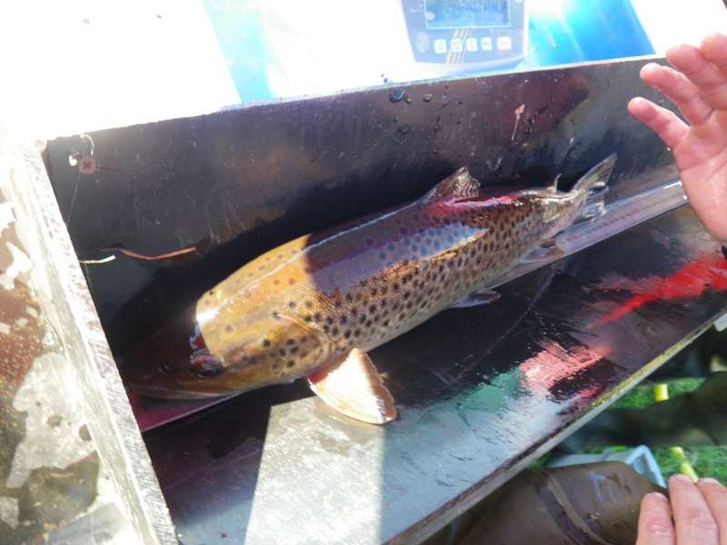 Une autre fario de 54 cm.