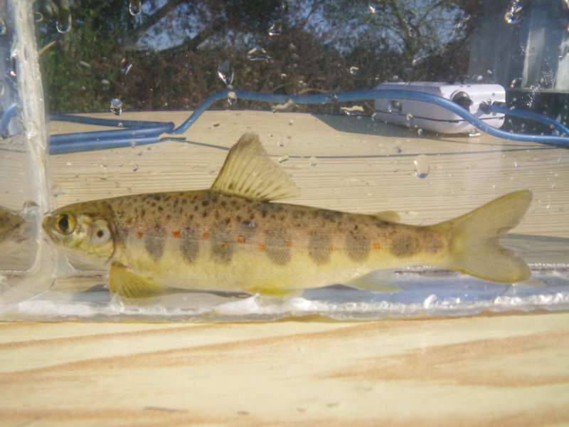 Un des 85 Tacons n�s cet hiver dans la rivi�re.