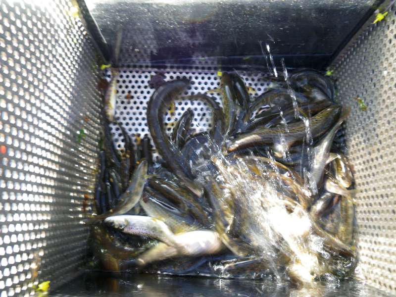 et des Farios de 3 g�n�rations.