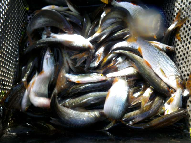 Et de trop nombreux Gardons..