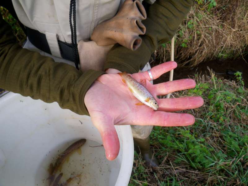 Une Truitelle de l'ann�e.