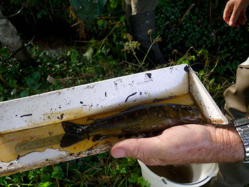 Une adulte de 20 cm.