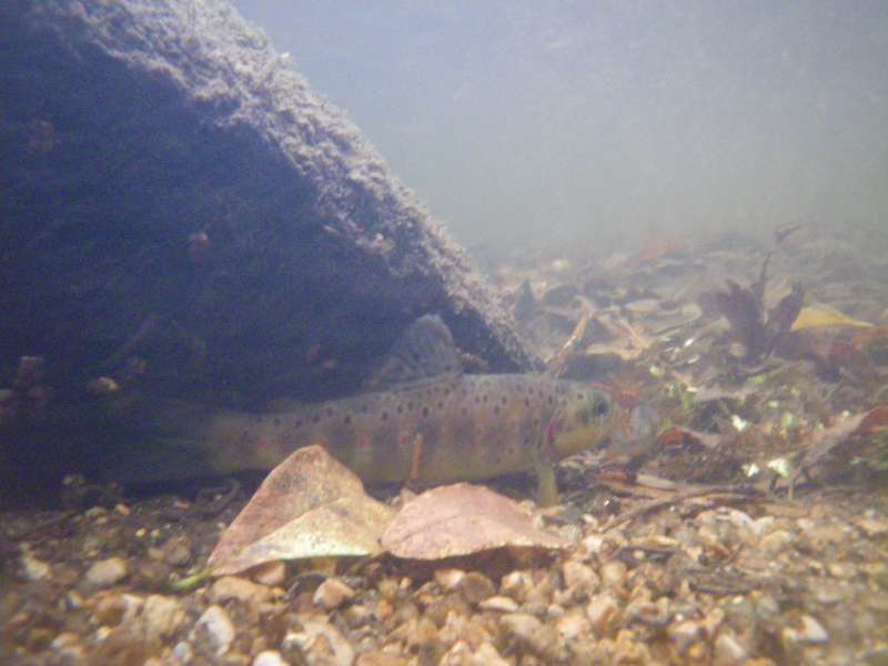 Une truitelle dans son �l�ment.