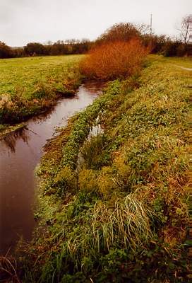 la jussie sur la rivi�re