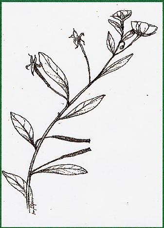 exemplaire d'un plant