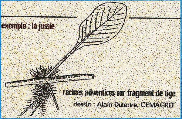 le mode de reproduction