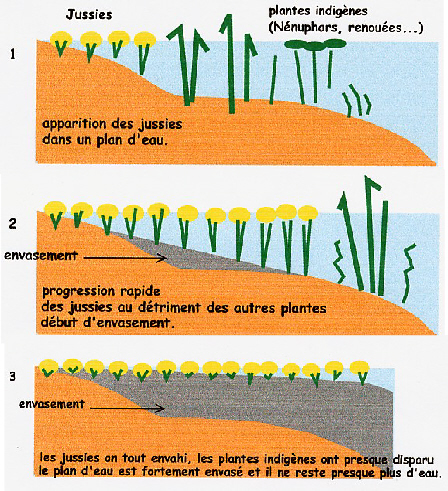 prolif�ration de la Jussie