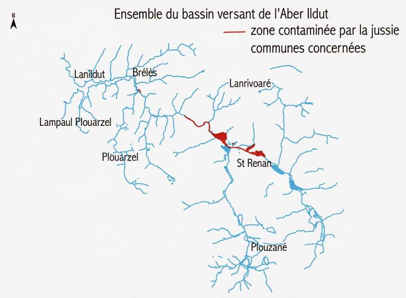 prolif�ration de la Jussie